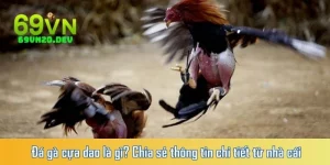 Đá gà cựa dao là gì